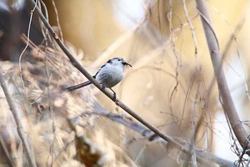 エナガ 八柱霊園 2016年3月26日(土)