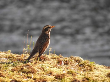 2020年4月9日(木) 高野川、京都の野鳥観察記録