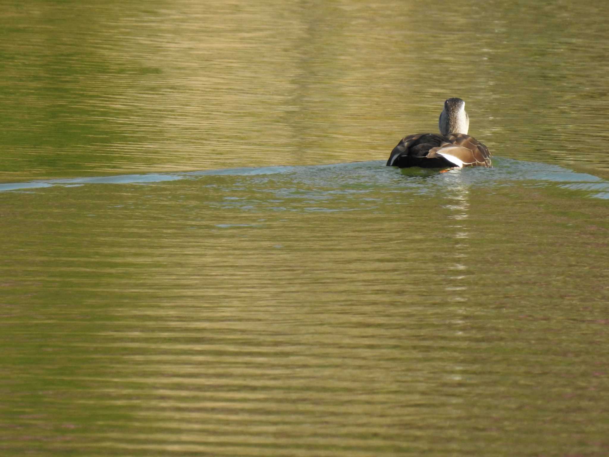 Photo of Mallard at 京都市宝ヶ池公園 by hideneil