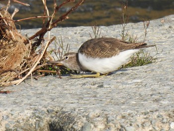 Fri, 4/10/2020 Birding report at 高野川、京都