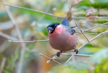 アカウソ 鹿沼　野鳥の森 2017年11月29日(水)