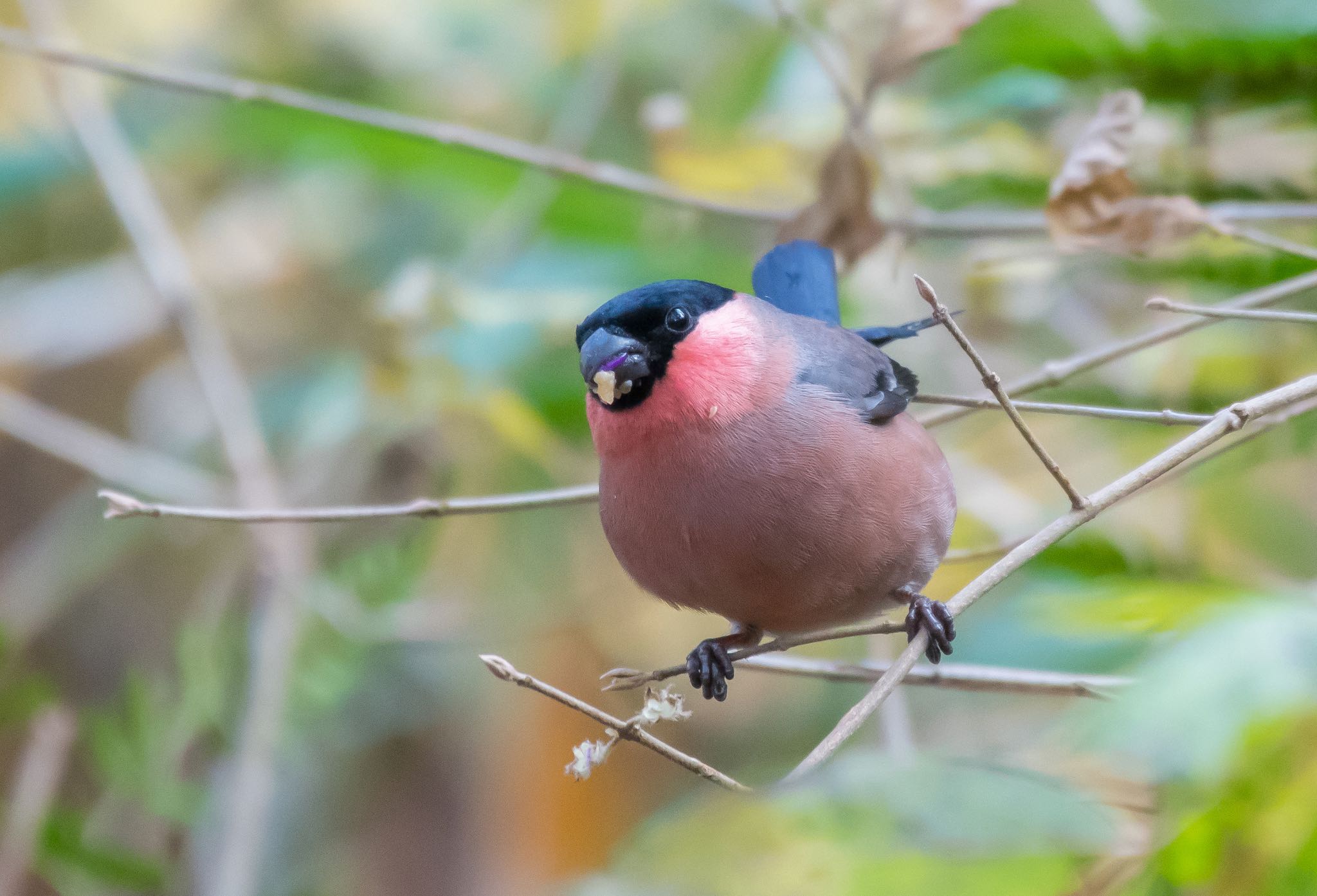 鹿沼　野鳥の森 アカウソの写真 by Jgogo