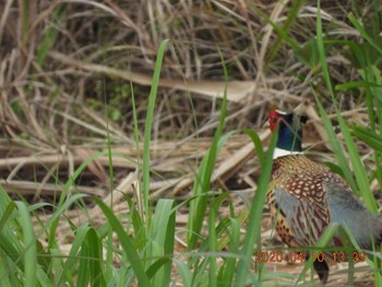 Fri, 4/10/2020 Birding report at 恩納村