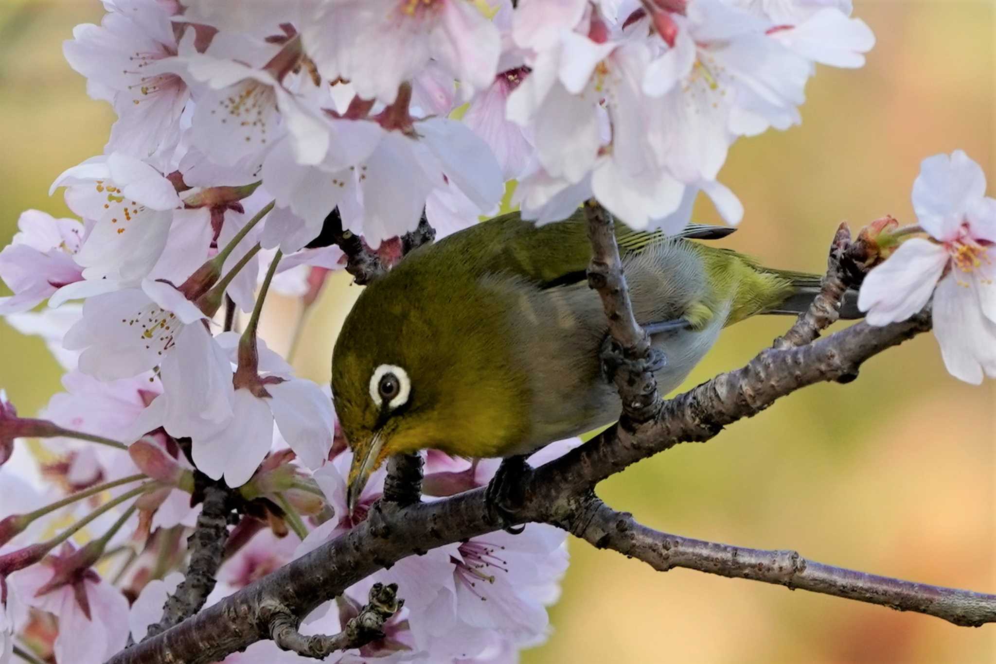 Photo of Warbling White-eye at 金ヶ崎公園(明石市) by 二人歩記