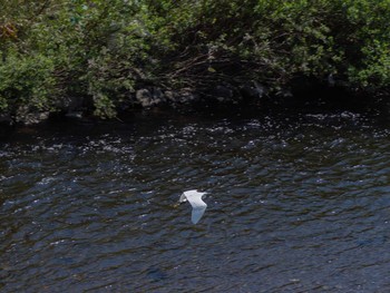 Little Egret 境川遊水地公園 Thu, 4/9/2020