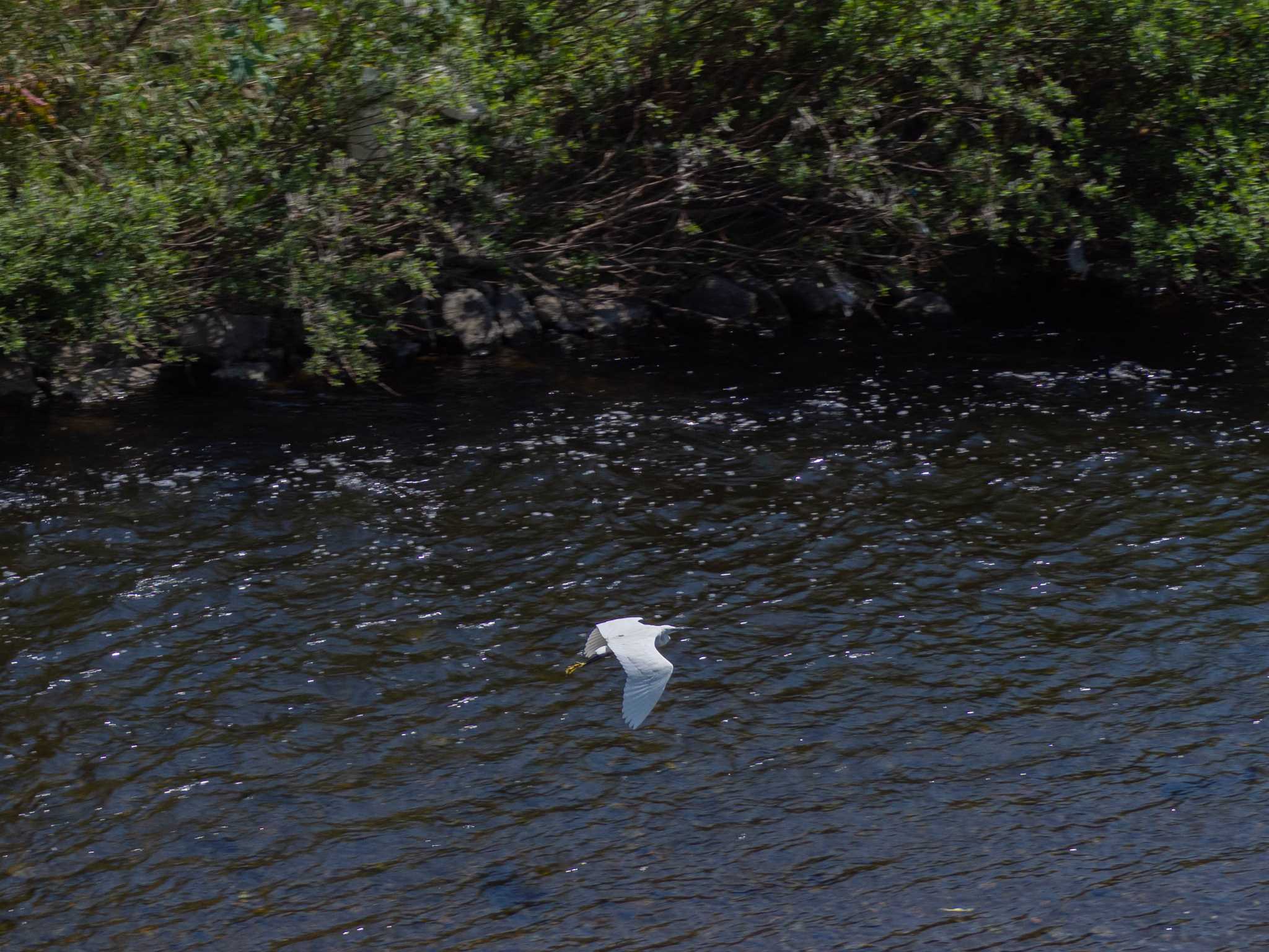 Photo of Little Egret at 境川遊水地公園 by Tosh@Bird