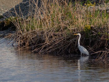 Great Egret 酒匂川河口 Sun, 4/5/2020