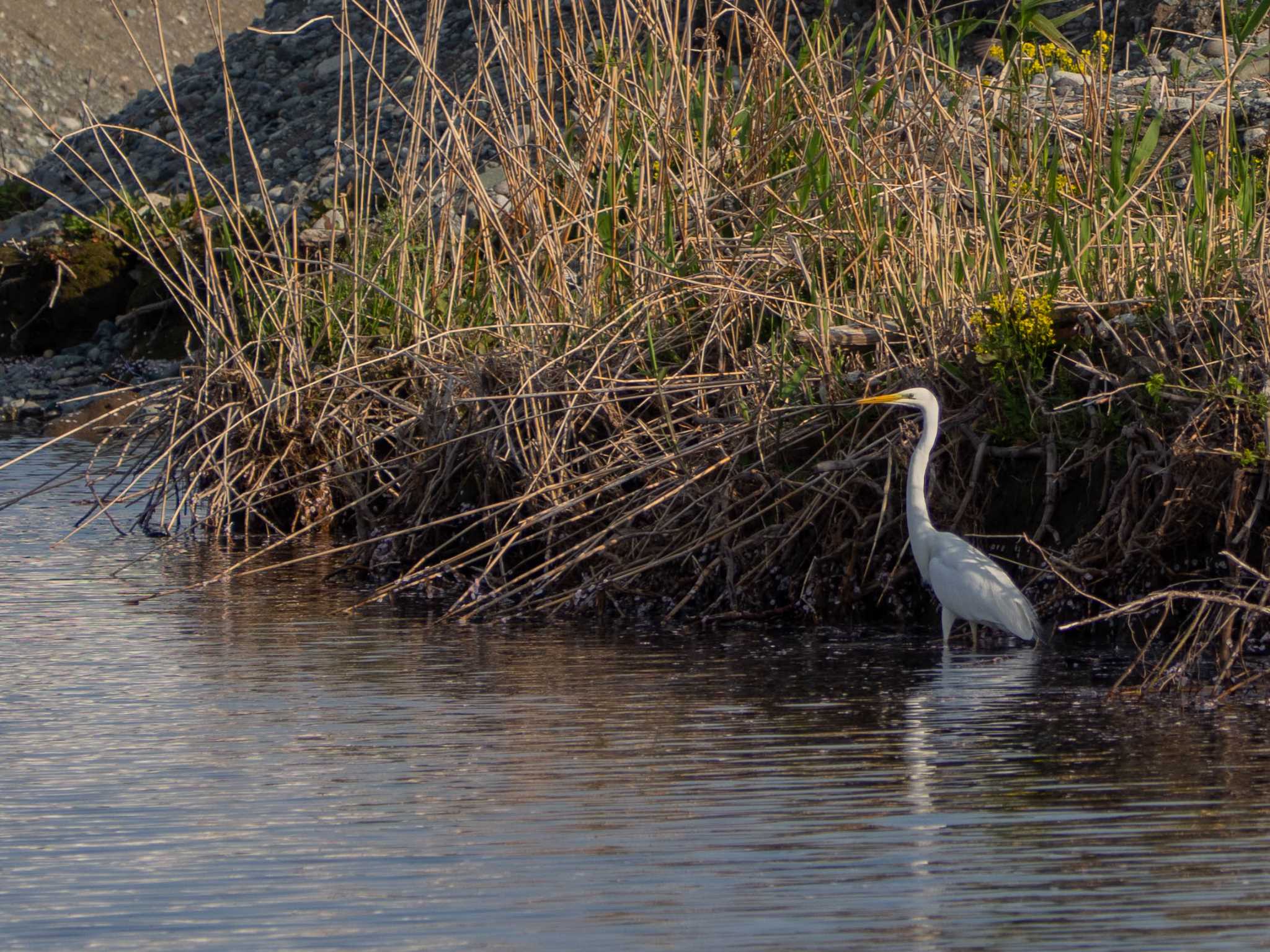 Photo of Great Egret at 酒匂川河口 by Tosh@Bird