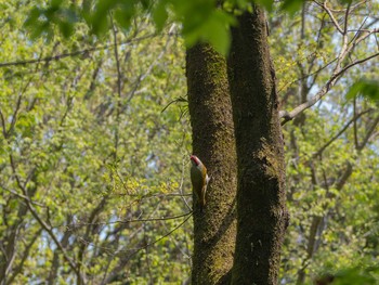 Japanese Green Woodpecker Yatoyama Park Wed, 4/8/2020