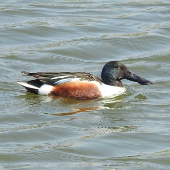 ハシビロガモ みやぞの野鳥の池 2020年4月9日(木)