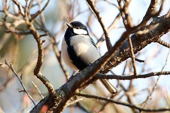 Japanese Tit 八柱霊園 Sat, 3/26/2016