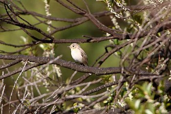 オジロビタキ 八柱霊園 2016年3月26日(土)