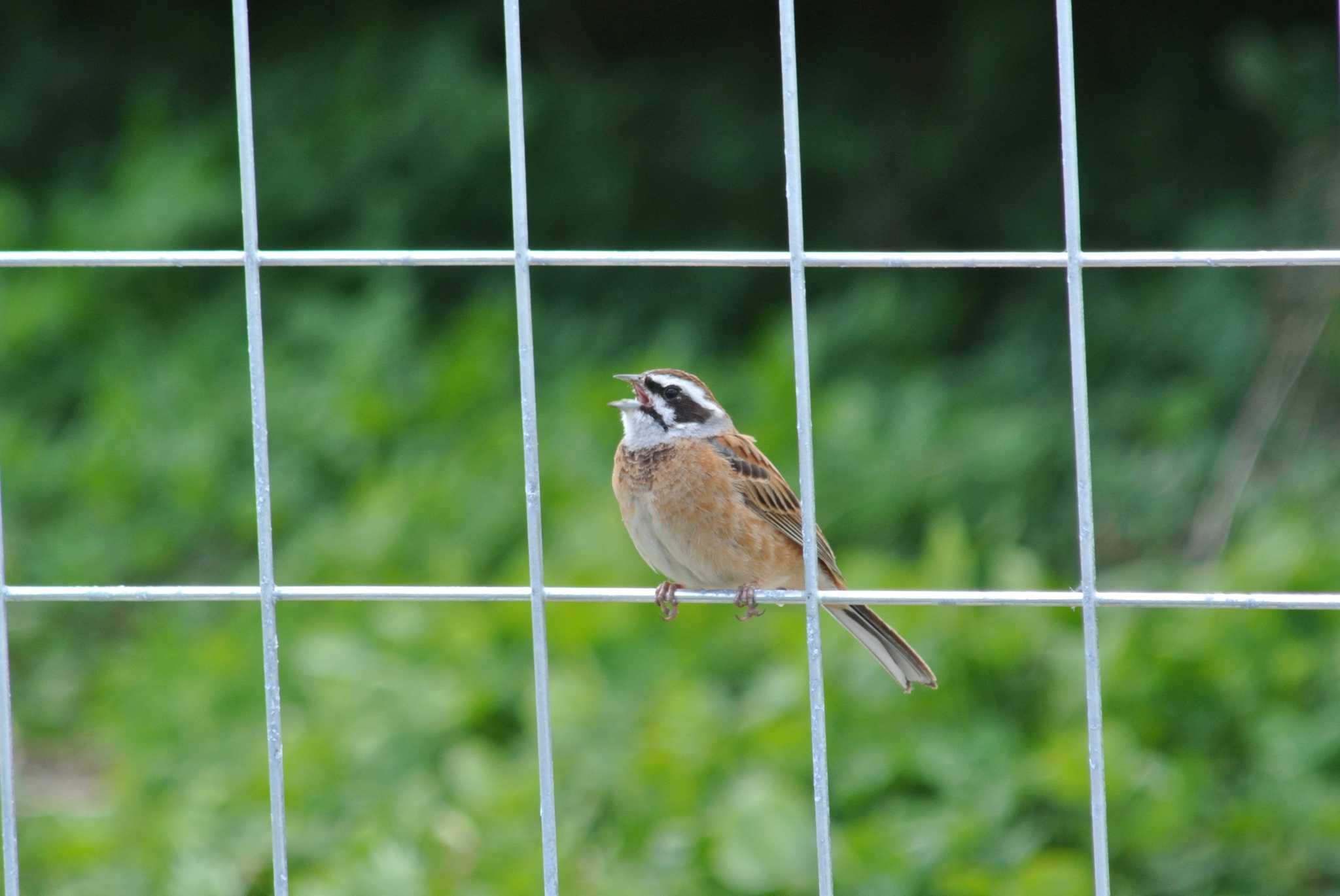 Photo of Meadow Bunting at 東條 by Daguchan