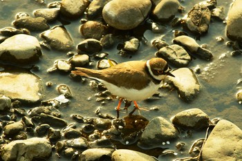 Little Ringed Plover Nogawa Thu, 4/2/2020