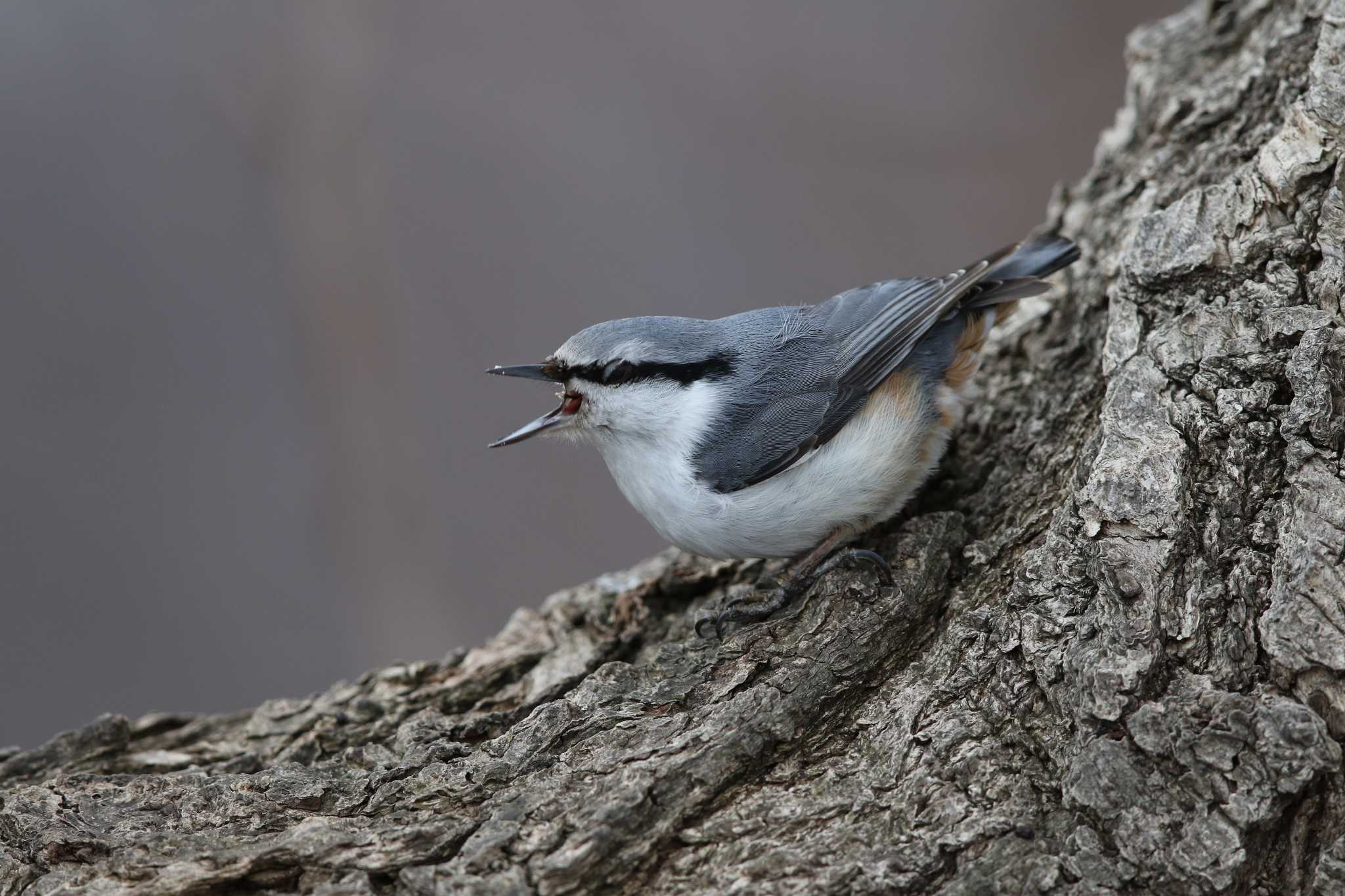 Eurasian Nuthatch(asiatica)