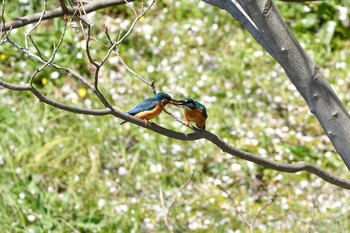 Common Kingfisher Unknown Spots Mon, 4/6/2020