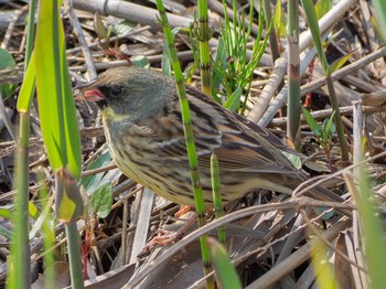 Masked Bunting 神奈川県藤沢市 Sat, 4/11/2020