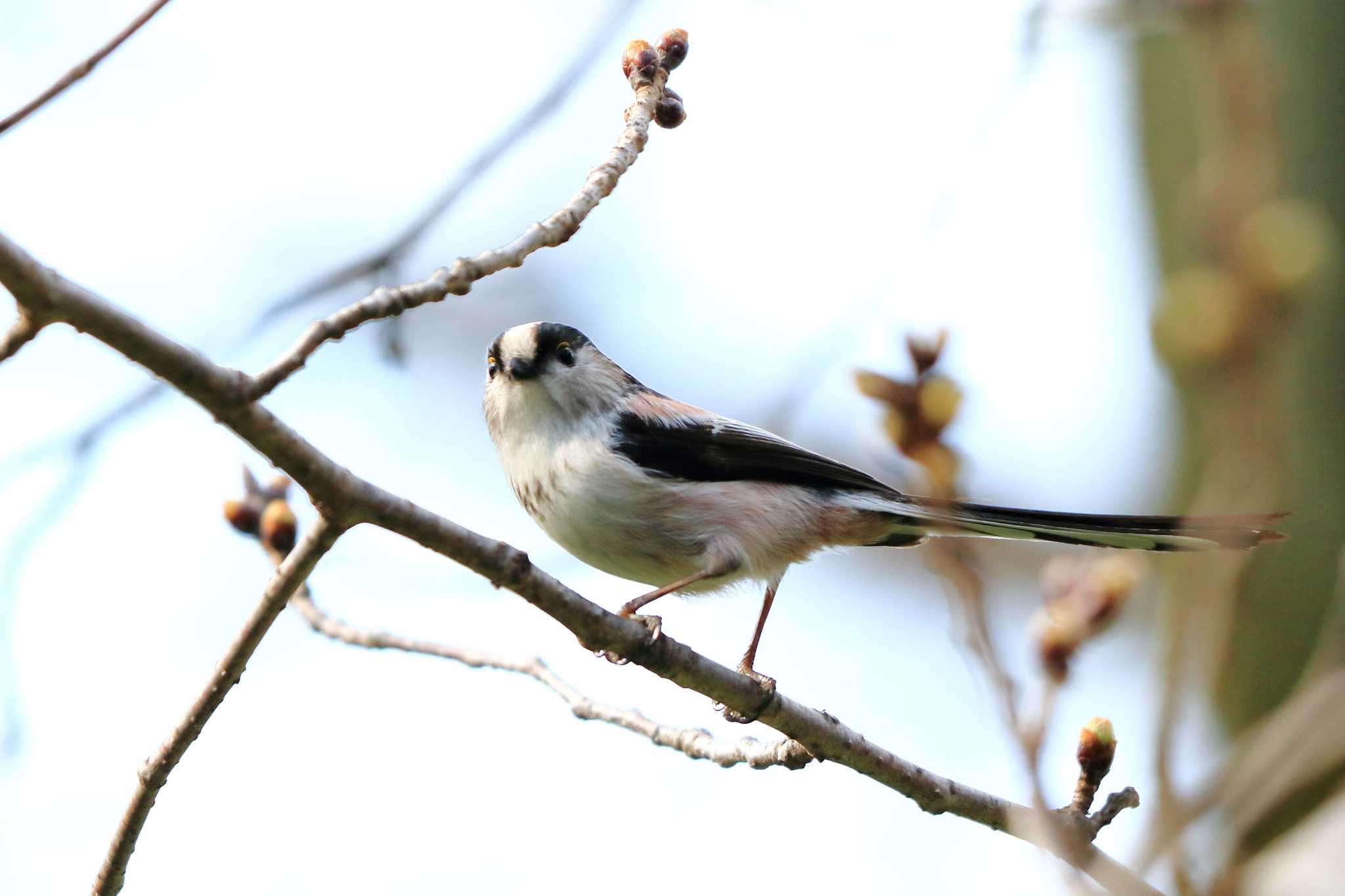 Long-tailed Tit