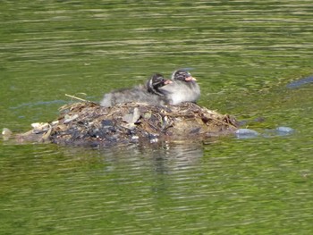 2020年4月11日(土) 薬師池公園の野鳥観察記録