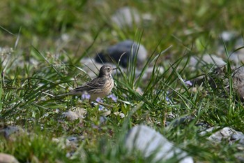 2020年4月11日(土) 多摩川の野鳥観察記録