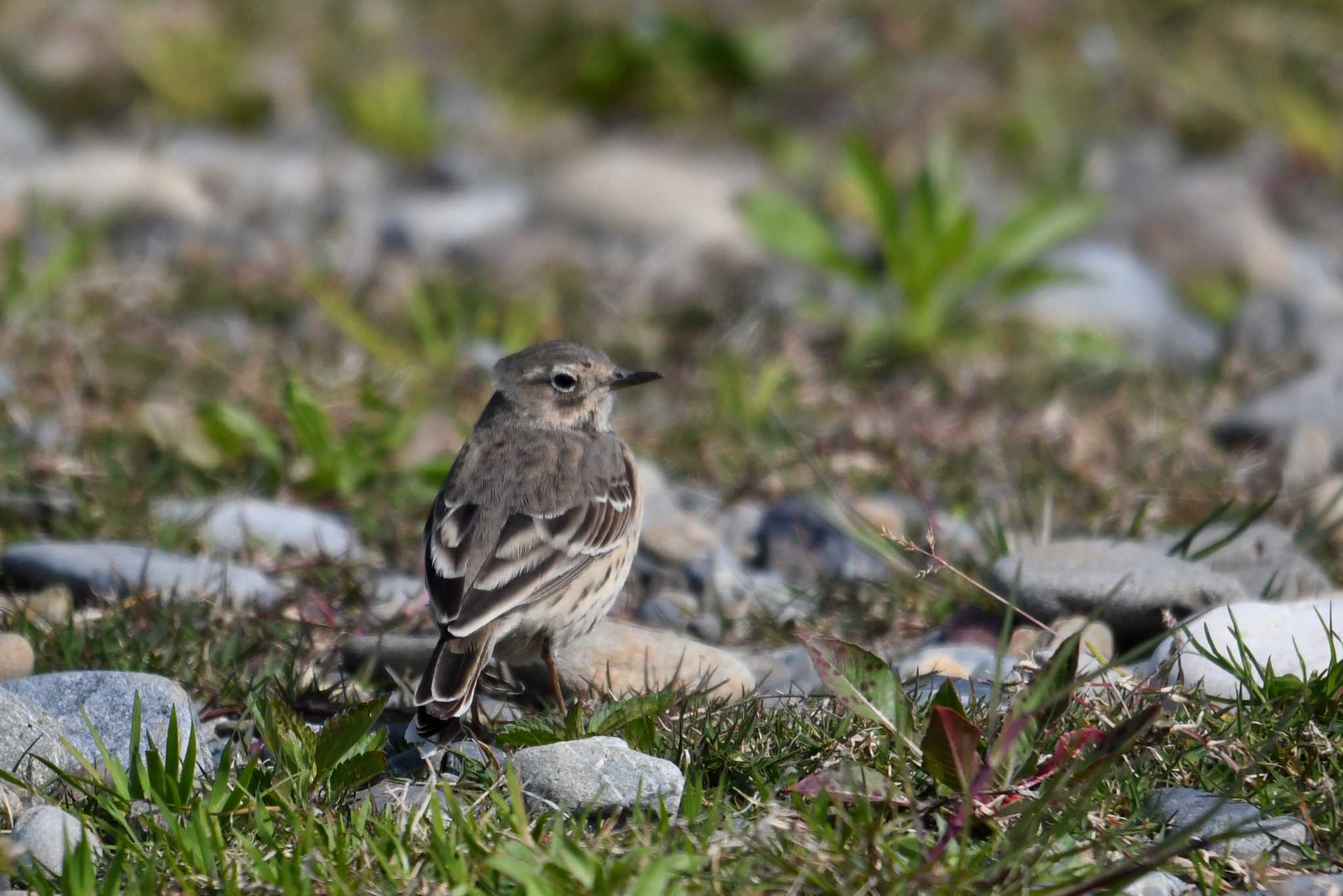 Photo of Water Pipit at 多摩川 by あひる