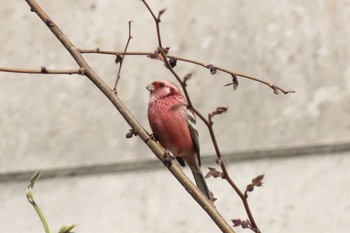 2020年4月9日(木) 広島市の野鳥観察記録