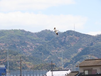 ケリ 阪南市 2020年4月5日(日)