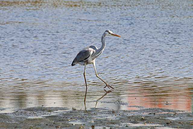 Grey Heron