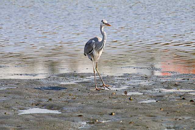 Grey Heron