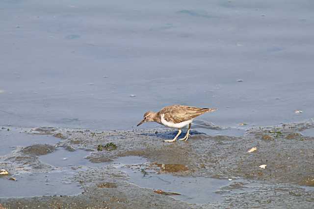 Common Sandpiper