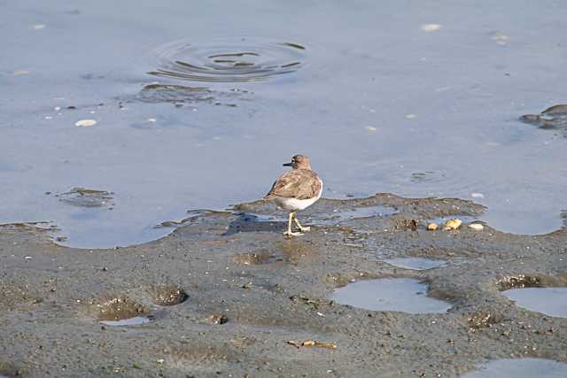 東京港野鳥公園 イソシギの写真 by natoto