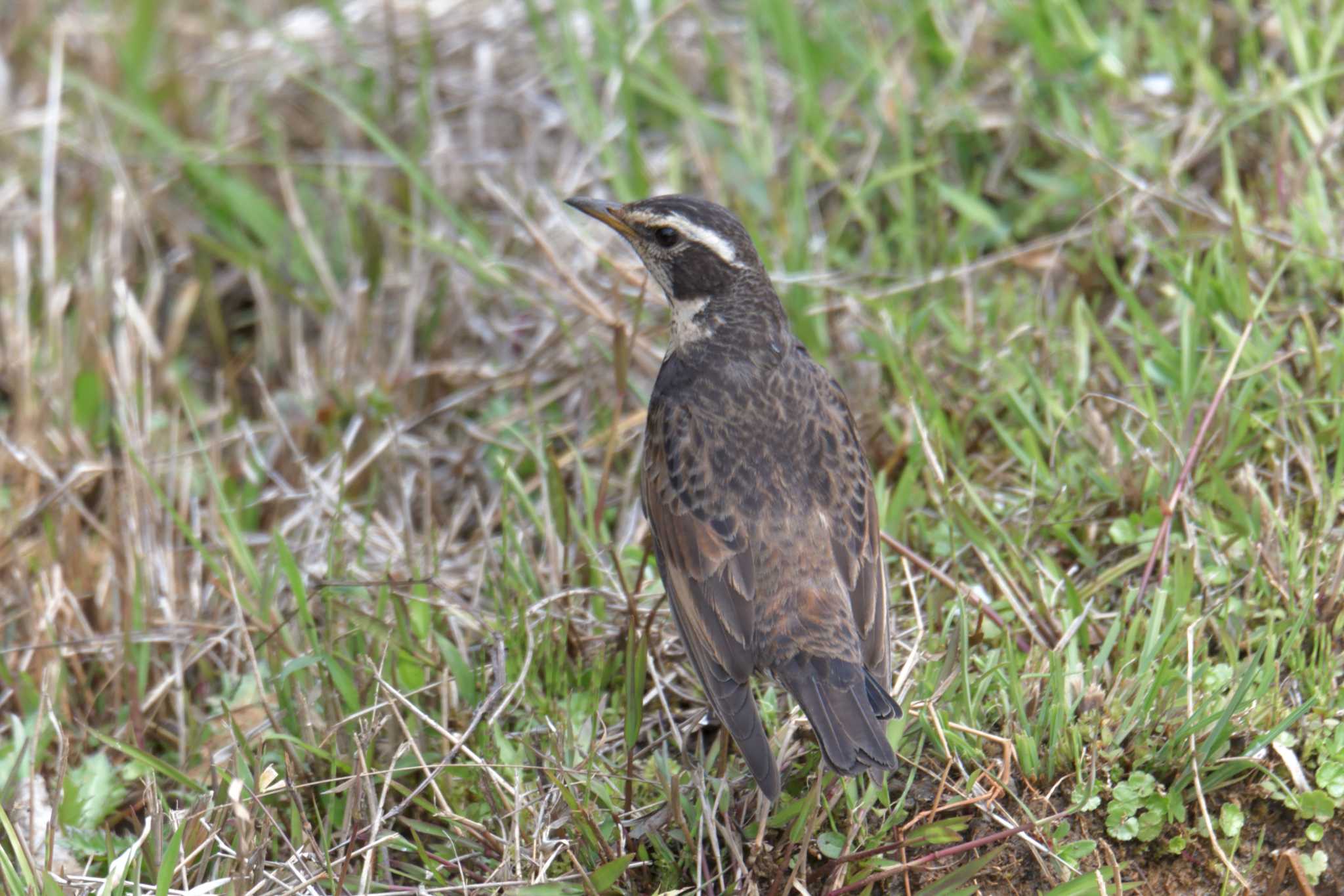 Photo of Dusky Thrush at Mie-ken Ueno Forest Park by masatsubo