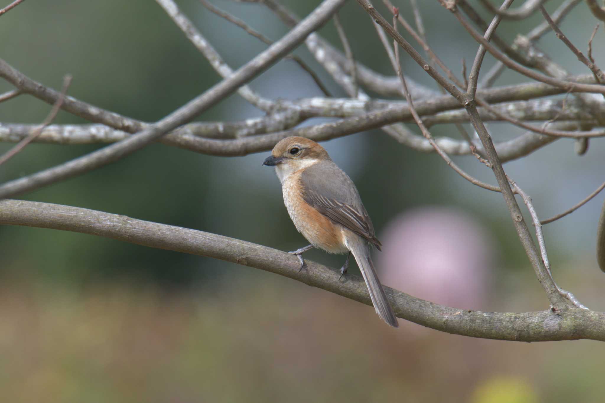 Photo of Bull-headed Shrike at Mie-ken Ueno Forest Park by masatsubo