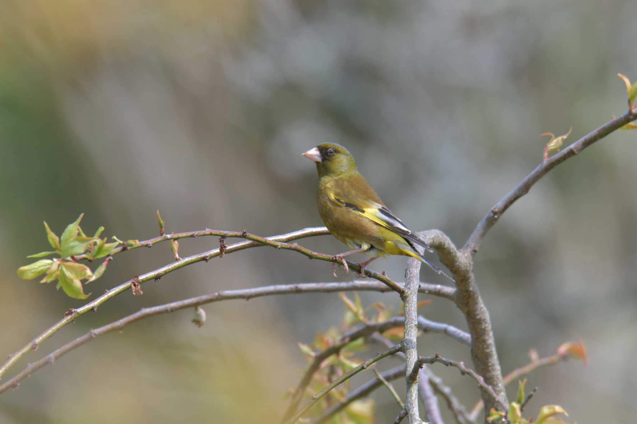 Photo of Grey-capped Greenfinch at 滋賀県甲賀市甲南町創造の森 by masatsubo