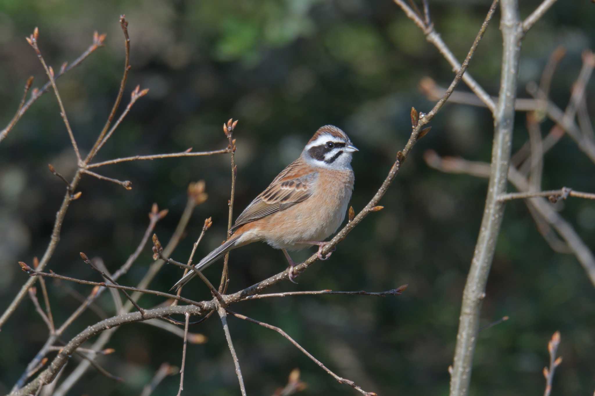 Photo of Meadow Bunting at Mie-ken Ueno Forest Park by masatsubo