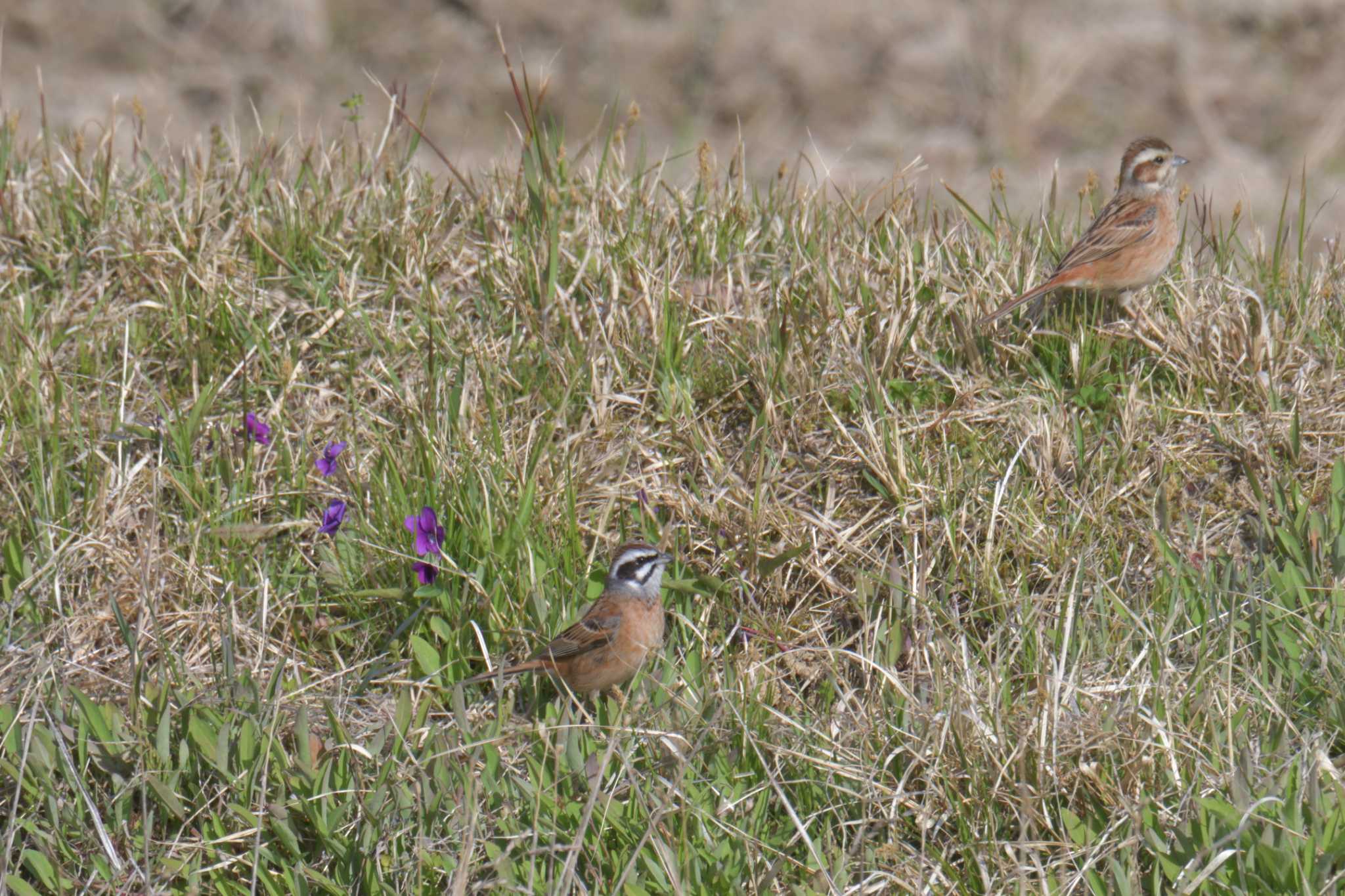 Photo of Meadow Bunting at Mie-ken Ueno Forest Park by masatsubo