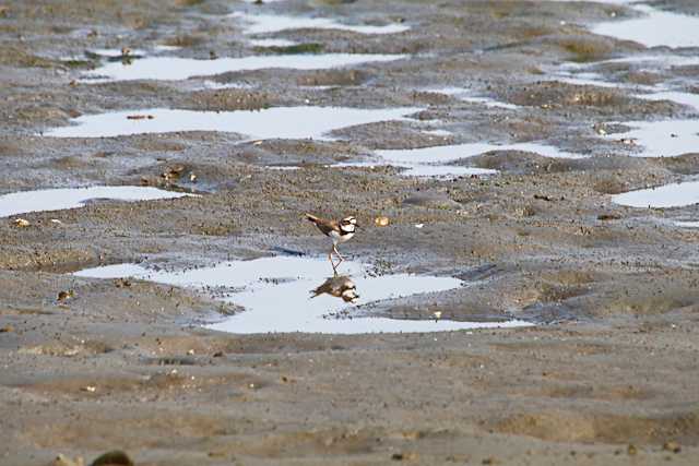 Little Ringed Plover