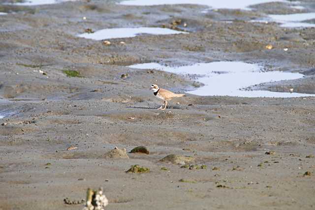 Little Ringed Plover