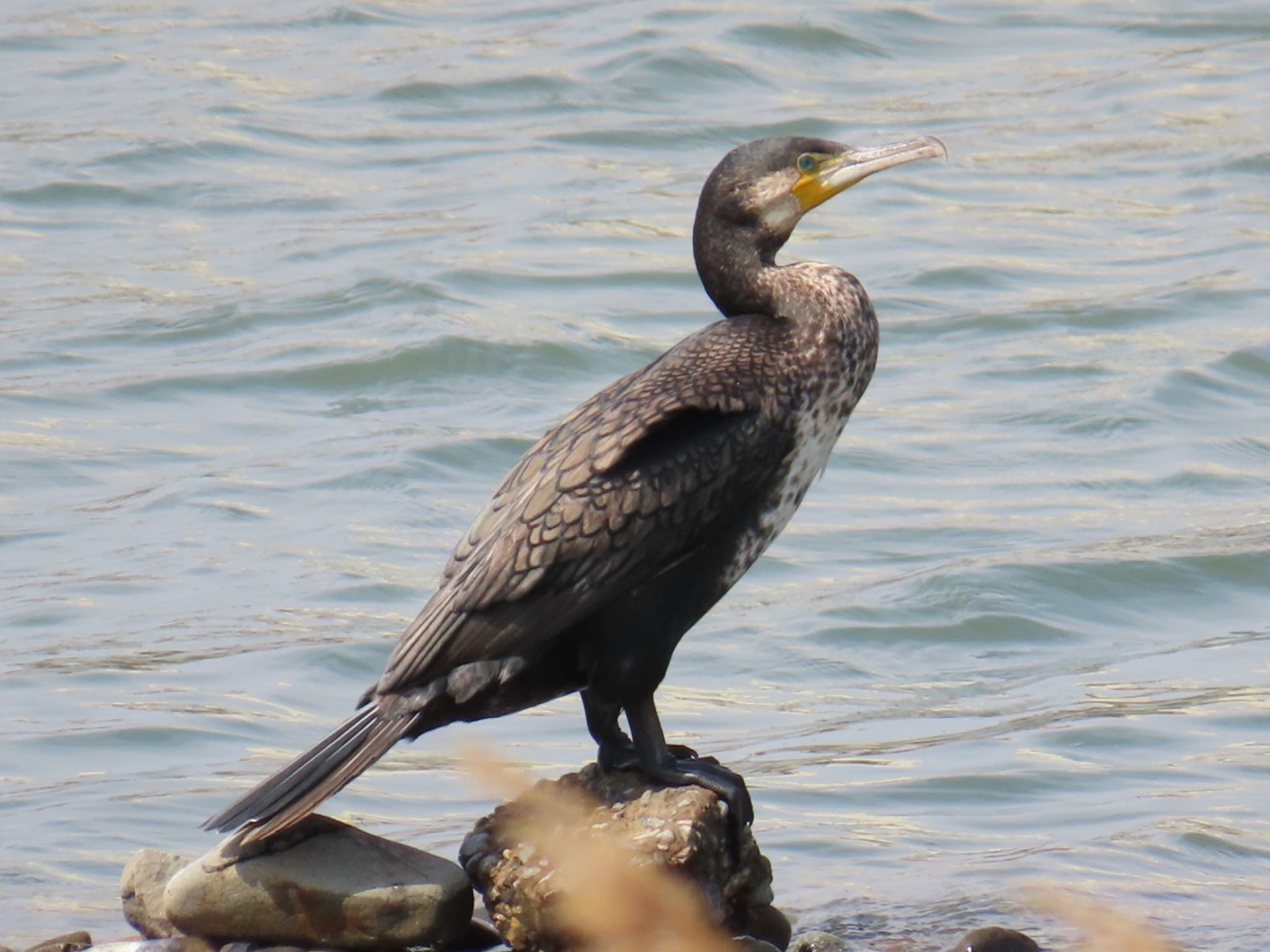 Photo of Japanese Cormorant at 男里川 by 杏仁豆腐