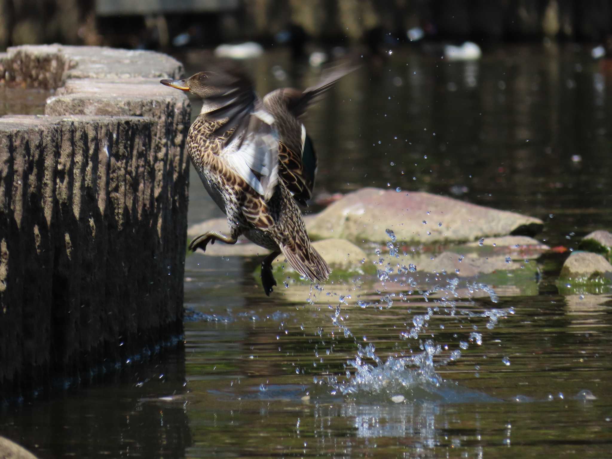 Photo of Eurasian Teal at Oikeshinsui Park by kou