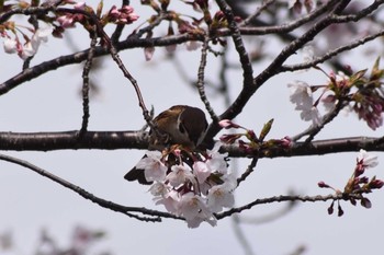 スズメ 妙法寺川公園 2020年4月11日(土)