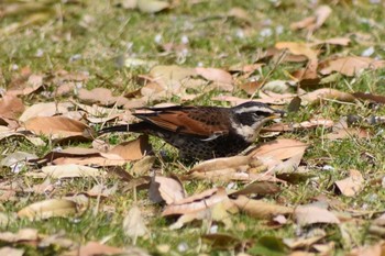 ツグミ 妙法寺川公園 2020年4月11日(土)