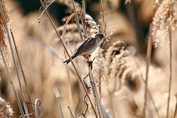 オオジュリン 東京港野鳥公園 2016年3月27日(日)