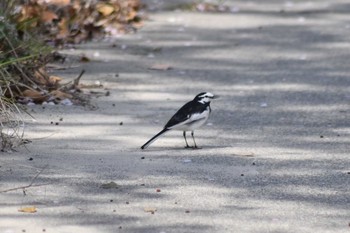 ハクセキレイ 妙法寺川公園 2020年4月11日(土)