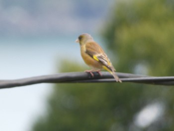 Sat, 4/11/2020 Birding report at 長島