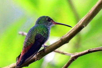 Rufous-tailed Hummingbird Galería de Colibries y Restaurante Cinchona(Costa Rica) Tue, 9/24/2019