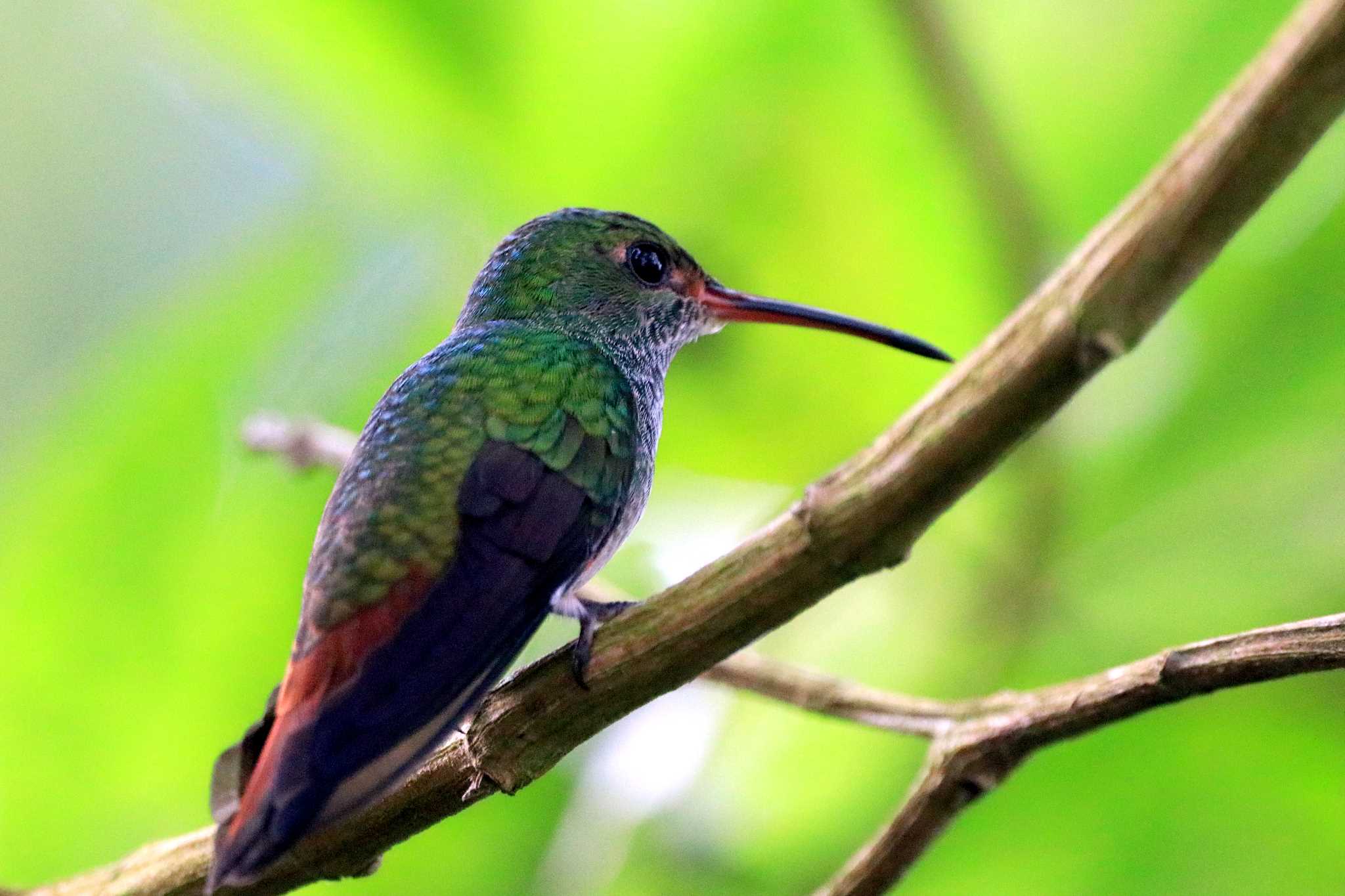 Photo of Rufous-tailed Hummingbird at Galería de Colibries y Restaurante Cinchona(Costa Rica) by とみやん