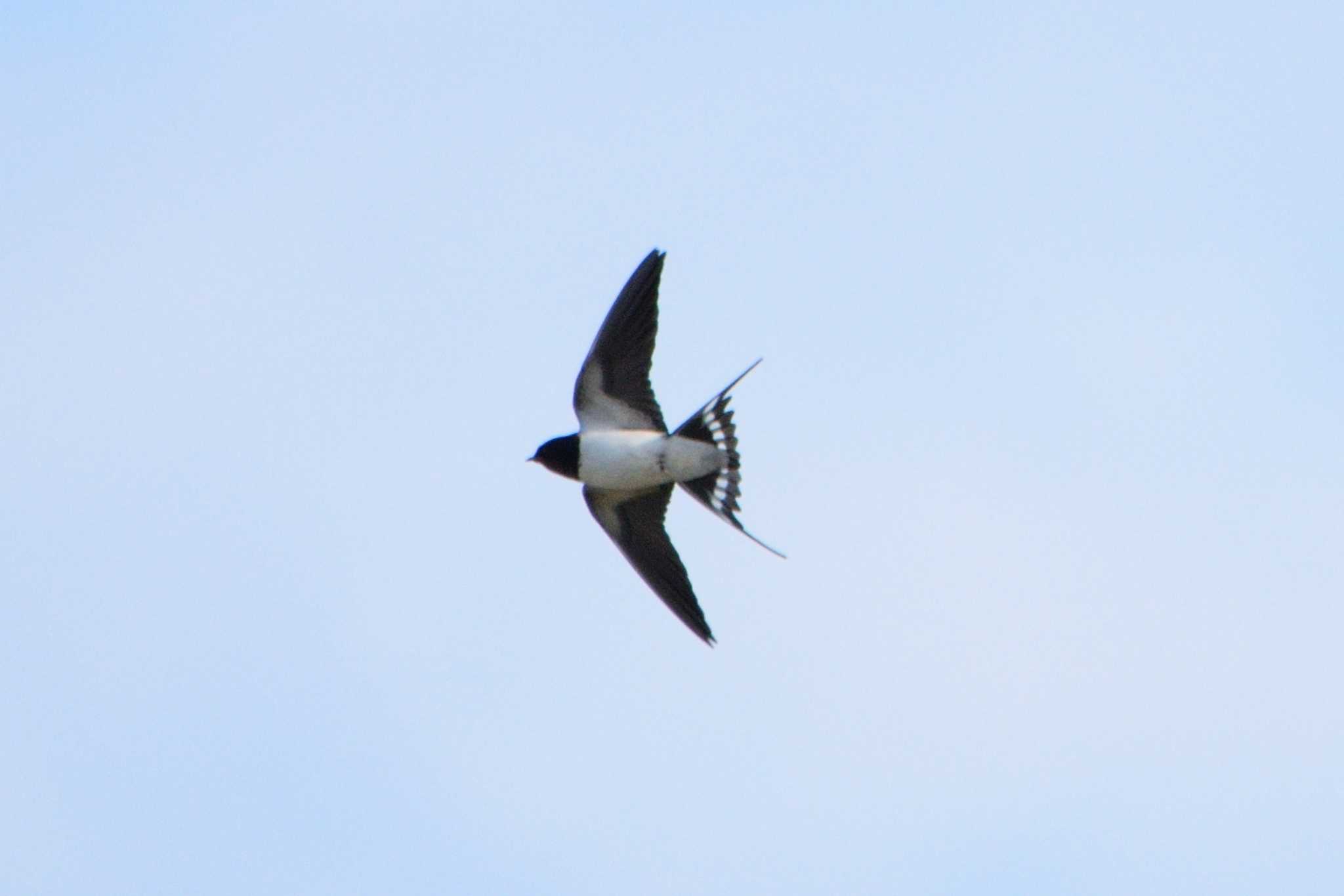 Photo of Barn Swallow at 多摩川二ヶ領宿河原堰 by さすらう葦