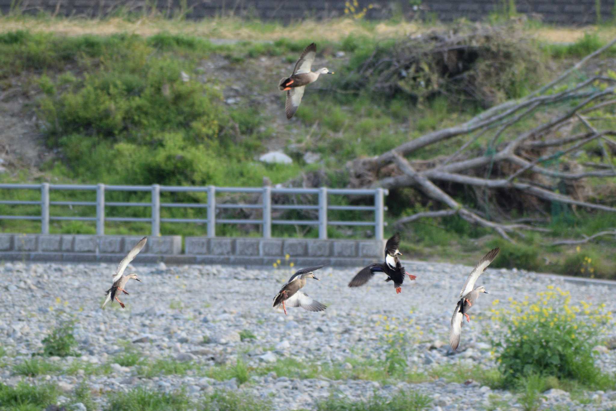 Photo of Eastern Spot-billed Duck at 多摩川二ヶ領宿河原堰 by さすらう葦