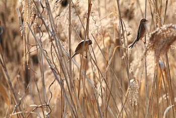 オオジュリン 東京港野鳥公園 2016年3月27日(日)